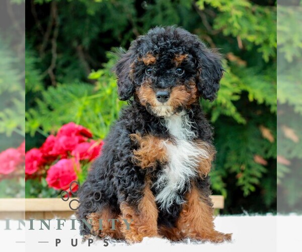 Medium Photo #7 Poodle (Miniature) Puppy For Sale in LITITZ, PA, USA