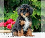 Small Photo #7 Poodle (Miniature) Puppy For Sale in LITITZ, PA, USA