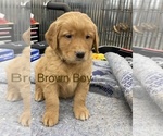 Small Photo #5 Golden Retriever Puppy For Sale in CAMPBELLSBURG, KY, USA