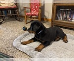 Puppy Puppy 1 Rottweiler