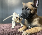 Small #1 Belgian Malinois