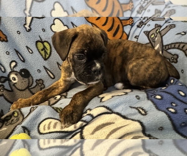 Medium Photo #13 Boxer Puppy For Sale in LANSING, MI, USA