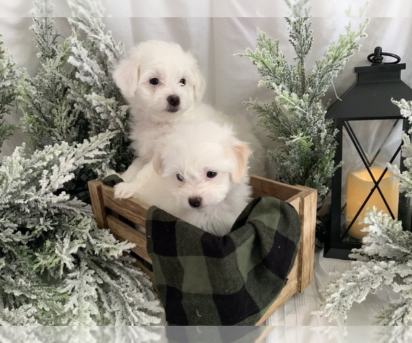 Full screen Photo #1 Bichon-A-Ranian Puppy For Sale in GREENWOOD, IN, USA