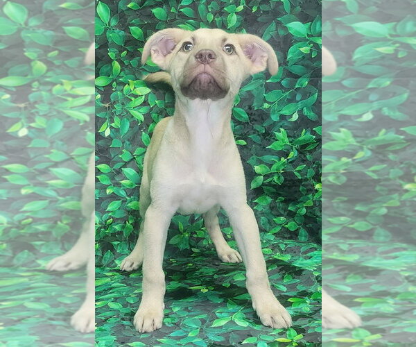 Medium Photo #3 Bulldog-Labrador Retriever Mix Puppy For Sale in Wetumpka, AL, USA