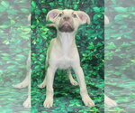 Small #2 Bulldog-Labrador Retriever Mix