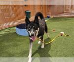 Small German Shepherd Dog Mix