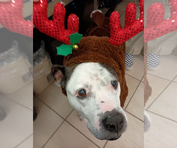 Medium Photo #5 American Pit Bull Terrier Puppy For Sale in Virginia Beach, VA, USA