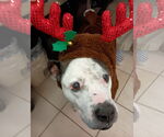 Small #4 American Pit Bull Terrier
