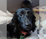 Small #1 Dachshund