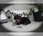 Small #10 Cavalier King Charles Spaniel