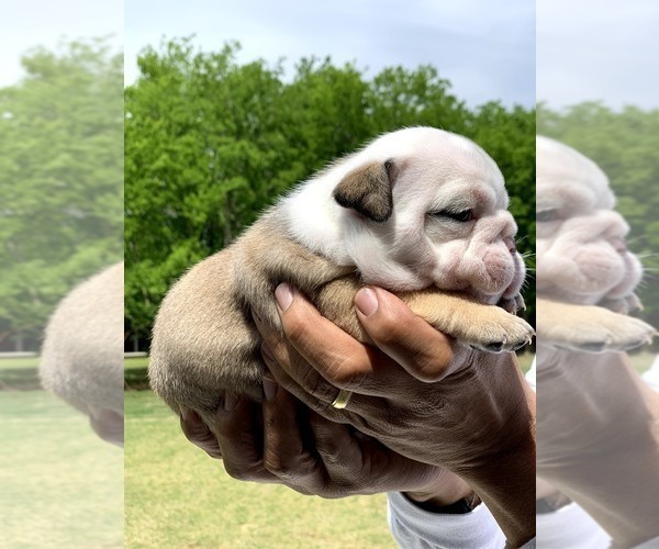 Medium Photo #2 Bulldog Puppy For Sale in BRKN ARW, OK, USA