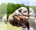 Small Photo #2 Bulldog Puppy For Sale in BRKN ARW, OK, USA