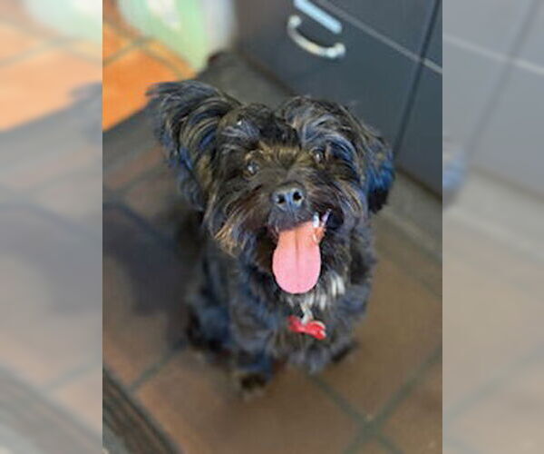 Medium Photo #2 Lhasa Apso-Unknown Mix Puppy For Sale in San Diego, CA, USA