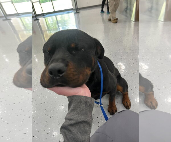 Medium Photo #1 Rottweiler Puppy For Sale in Hillsboro, NH, USA