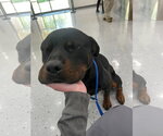Small Rottweiler