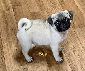 Pug Puppy for sale in RUSSELL SPRINGS, KY, USA