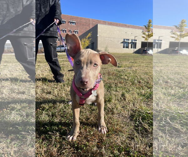 Medium Photo #17 American Staffordshire Terrier-Unknown Mix Puppy For Sale in Holly Springs, NC, USA
