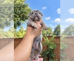 Small Photo #35 Olde English Bulldogge Puppy For Sale in FORT WORTH, TX, USA