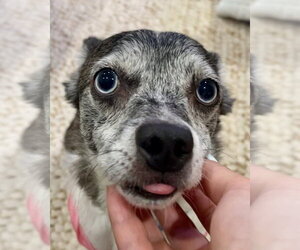 Calvin - Male Chihuahua-Unknown Mix Dog for Adoption - Photo #8