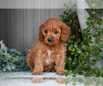 Small Photo #7 Cavapoo Puppy For Sale in MILLERSBURG, OH, USA