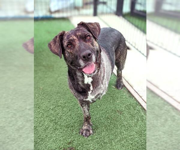 Medium Photo #1 Mastador Puppy For Sale in Sacramento, CA, USA