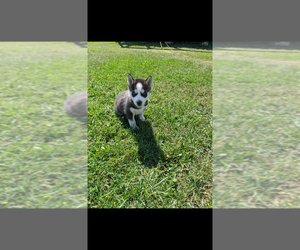 Siberian Husky Puppy for sale in GARWOOD, ID, USA