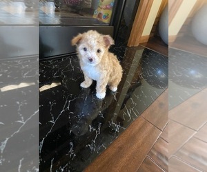 Maltipoo Puppy for sale in BLACK FOREST, CO, USA