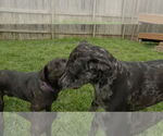 Small #2 Boxador