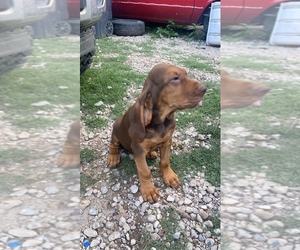 Bloodhound Puppy for sale in COLD WATER, MS, USA