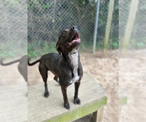 Medium Labrador Retriever Mix