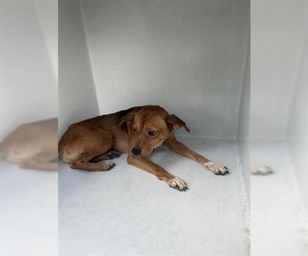Medium Photo #1 Labrador Retriever-Unknown Mix Puppy For Sale in Houston, TX, USA