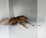 Small Labrador Retriever Mix