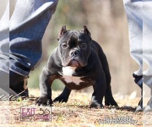 American Bully Puppy for sale in COVINGTON, GA, USA