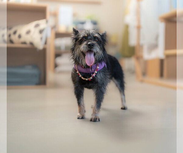 Medium Photo #6 Mutt Puppy For Sale in Marina Del Rey, CA, USA