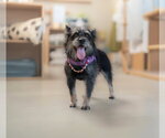 Small #5 Mutt