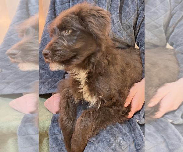 Full screen Photo #4 Border Collie-Goldendoodle Mix Puppy For Sale in HILLSBORO, WI, USA