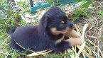 Small Photo #12 Rottweiler Puppy For Sale in ADEL, IN, USA