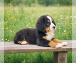 Small #3 Bernese Mountain Dog