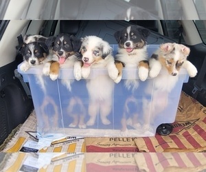 Australian Shepherd Litter for sale in MAGNOLIA, TX, USA