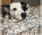 Small #4 Basset Hound Mix