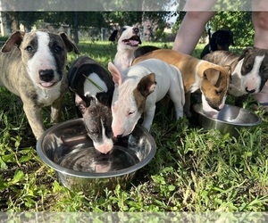 Bull Terrier Puppy for sale in WINTER PARK, FL, USA