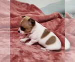 Small Photo #4 Chihuahua Puppy For Sale in MOUNT AIRY, NC, USA