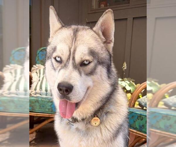 Medium Photo #2 Siberian Husky Puppy For Sale in Woodland, CA, USA