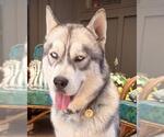 Small #1 Siberian Husky