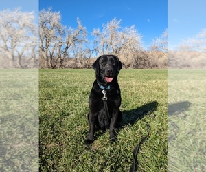 Mother of the Labrador Retriever puppies born on 04/17/2024