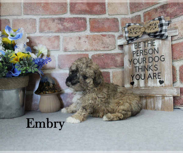 Medium Photo #6 Poodle (Miniature) Puppy For Sale in CHANUTE, KS, USA