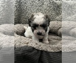 Small Photo #44 Zuchon Puppy For Sale in RENO, NV, USA