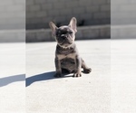 Small Photo #5 French Bulldog Puppy For Sale in BLOOMINGTON, CA, USA