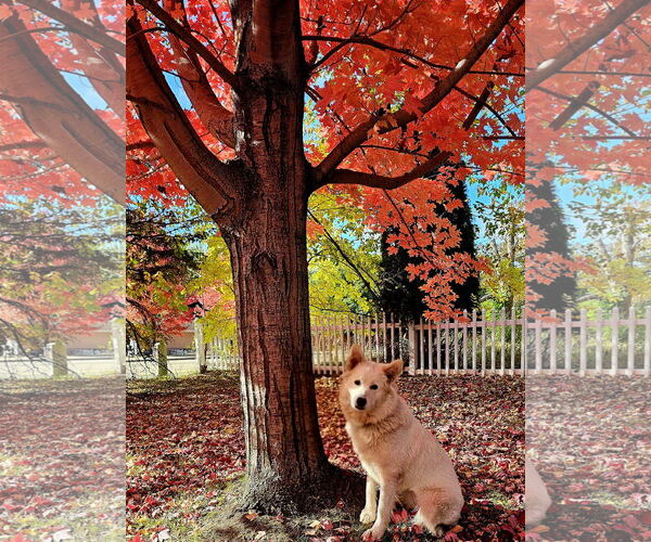 Medium Photo #4 Samoyed-Unknown Mix Puppy For Sale in Brooklyn Center, MN, USA