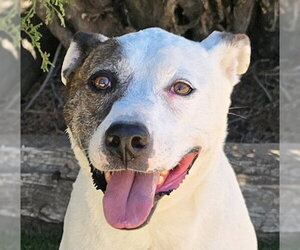 American Staffordshire Terrier Dogs for adoption in Albuquerque, NM, USA